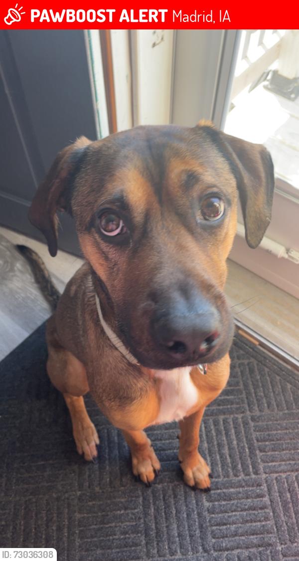 Lost Male Dog last seen Highway 17, Madrid, IA 50156