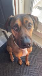 Lost Male Dog last seen Highway 17, Madrid, IA 50156