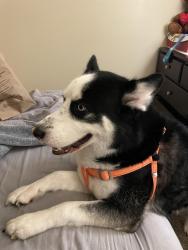 Lost Male Dog last seen 85th street, Redmond, WA 98052