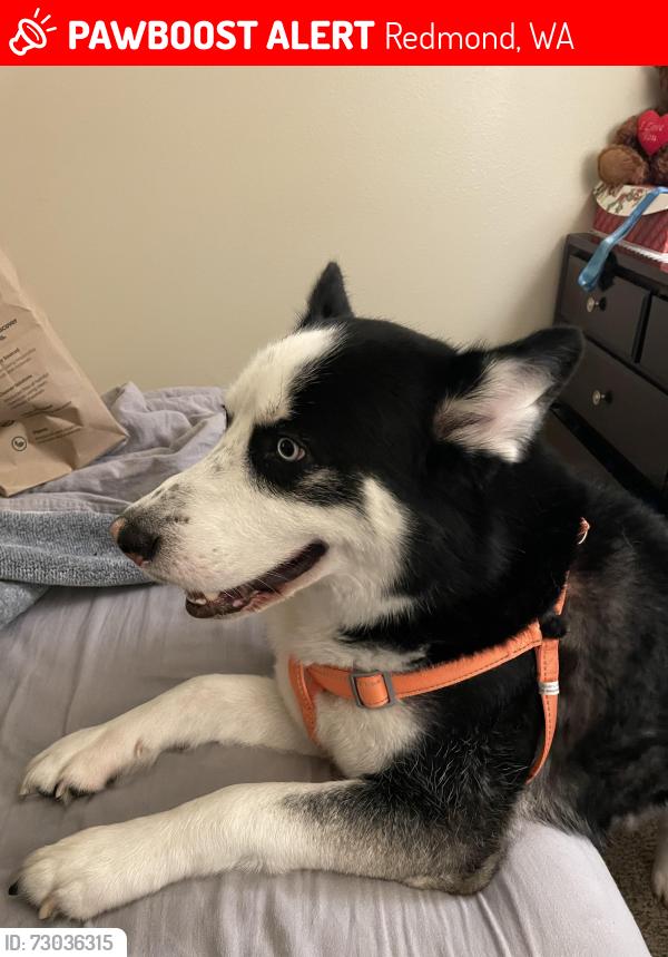 Lost Male Dog last seen 85th street, Redmond, WA 98052