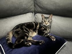 Reunited Male Cat last seen North Beaumont Rd, Dale City, VA 22193