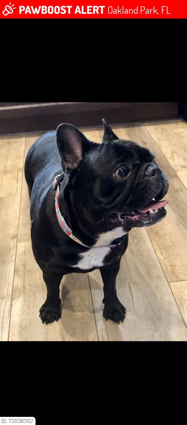 Lost Female Dog last seen NE 16th Ave and 41st dt, Oakland Park, FL 33334