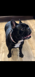 Lost Female Dog last seen NE 16th Ave and 41st dt, Oakland Park, FL 33334