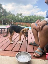 Found/Stray Female Dog last seen In the cul de sac, San Antonio, TX 78230