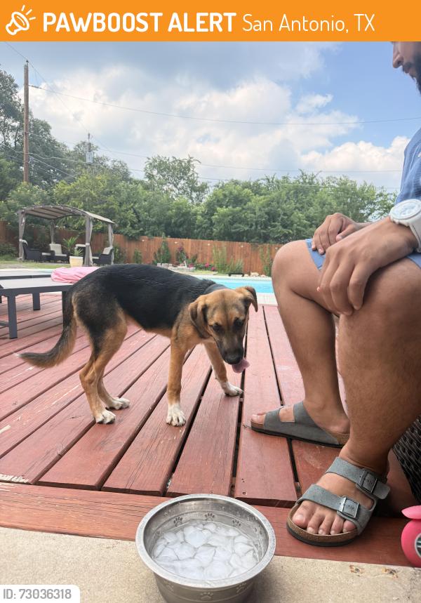 Found/Stray Female Dog last seen In the cul de sac, San Antonio, TX 78230
