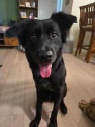 Found/Stray Female Dog last seen Round mountain , Austin, TX 78749