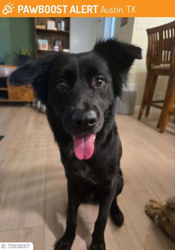 Found/Stray Female Dog last seen Round mountain , Austin, TX 78749