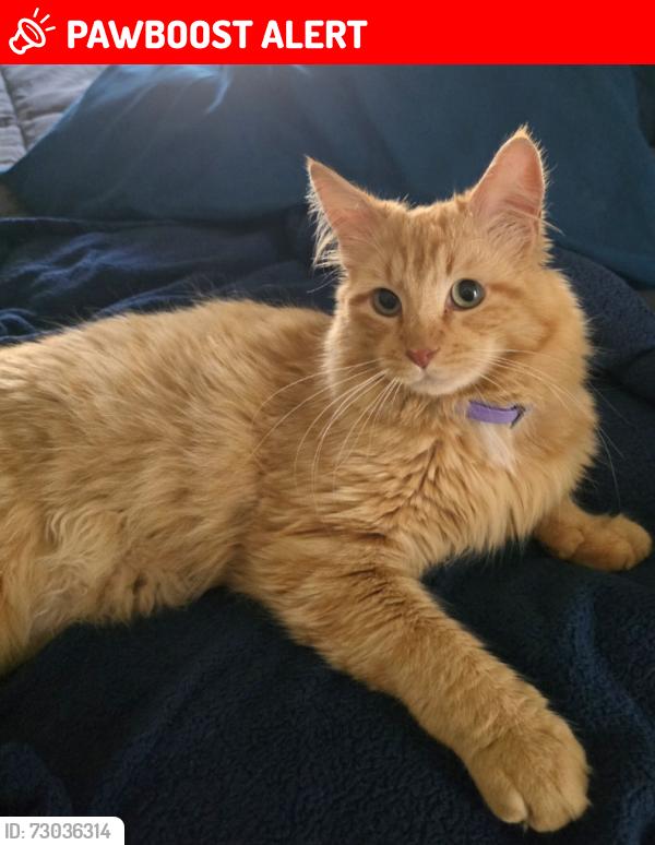 Lost Male Cat last seen Cuddy Creek mailboxes, Lake of the Woods, CA 93225
