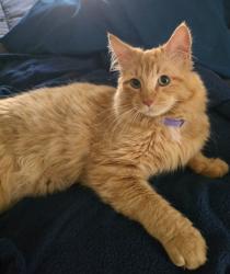 Lost Male Cat last seen Cuddy Creek mailboxes, Lake of the Woods, CA 93225