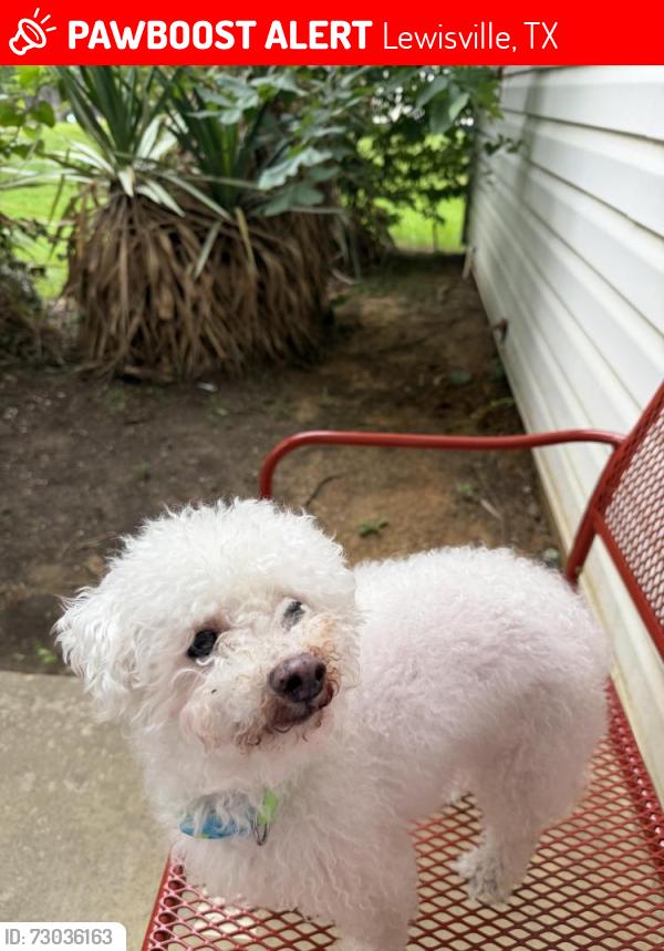 Lost Male Dog last seen Near live oak , Lewisville, TX 75067