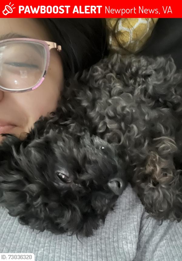 Lost Male Dog last seen 72nd St, Newport News, VA 23607