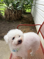Lost Male Dog last seen Near live oak , Lewisville, TX 75067