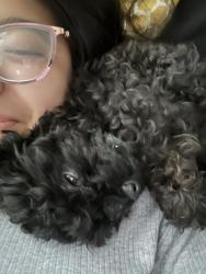 Lost Male Dog last seen 72nd St, Newport News, VA 23607
