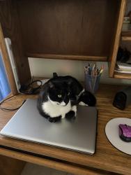 Lost Male Cat last seen Mandys Court and John Rodes, Melbourne, FL 32934