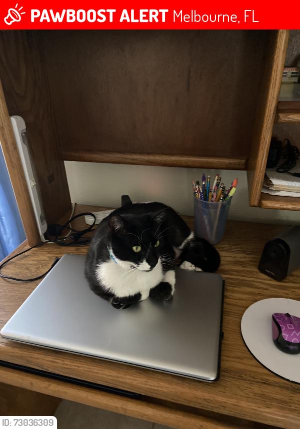 Lost Male Cat last seen Mandys Court and John Rodes, Melbourne, FL 32934