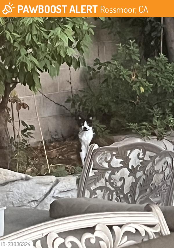 Found/Stray Unknown Cat last seen near rossmoor library. cross streets hillrose dr and silverfox rd , Rossmoor, CA 90720