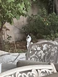 Found/Stray Unknown Cat last seen near rossmoor library. cross streets hillrose dr and silverfox rd , Rossmoor, CA 90720