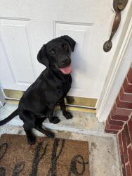 Found/Stray Male Dog last seen Westlock and Campbellford, Harris County, TX 77377