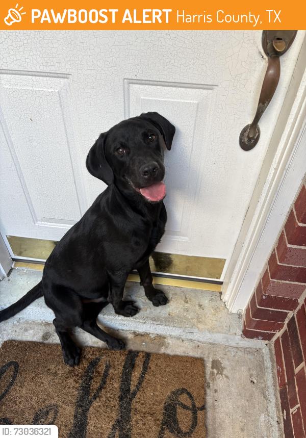 Found/Stray Male Dog last seen Westlock and Campbellford, Harris County, TX 77377