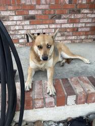 Reunited Male Dog last seen Boulder dr near blue rock Starbucks , Antioch, CA 94509