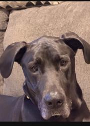 Lost Female Dog last seen Near Alkire rd grove city , Grove City, OH 43123