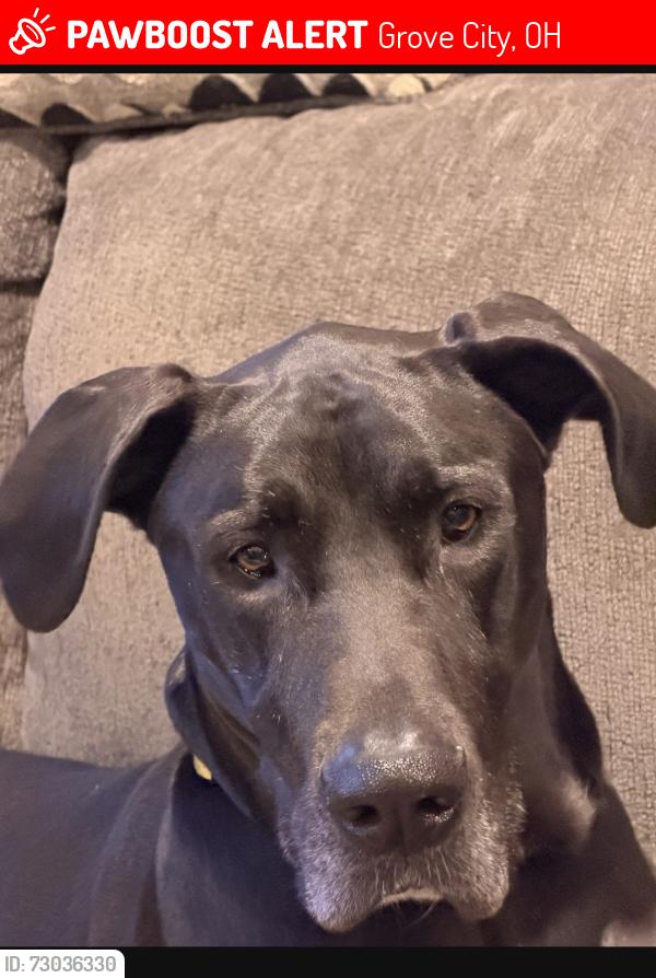 Lost Female Dog last seen Near Alkire rd grove city , Grove City, OH 43123