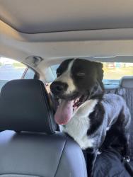Found/Stray Male Dog last seen 168th, Spanaway, WA 98387