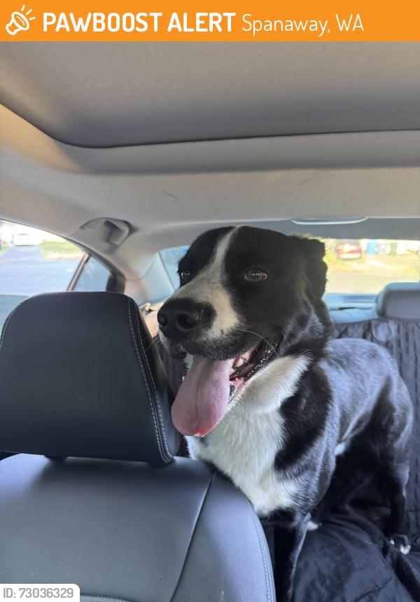 Found/Stray Male Dog last seen 168th, Spanaway, WA 98387