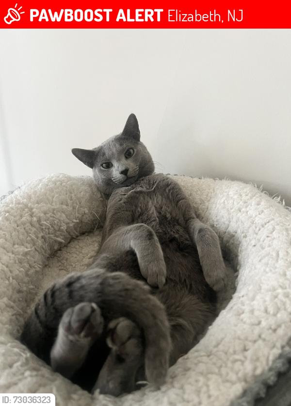 Lost Male Cat last seen Alina Street, Dr. Albert Einstein School, Elizabeth, NJ 07208