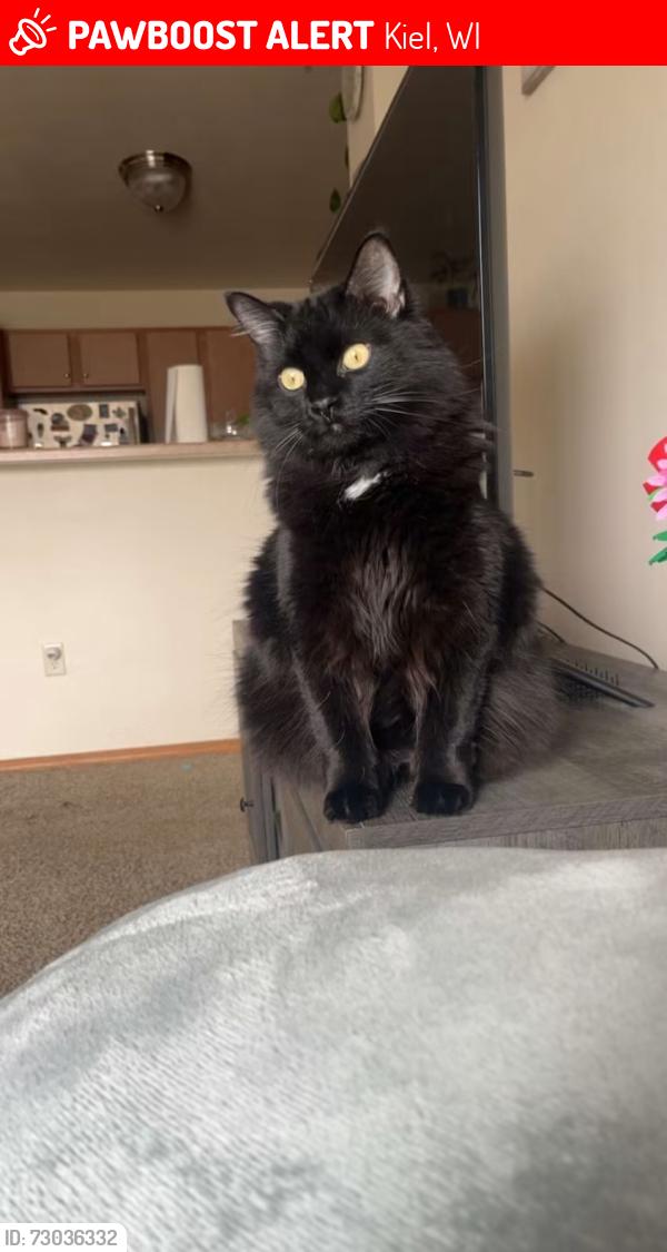 Lost Female Cat last seen River Rock apts, Kiel, WI 53042