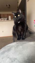 Lost Female Cat last seen River Rock apts, Kiel, WI 53042
