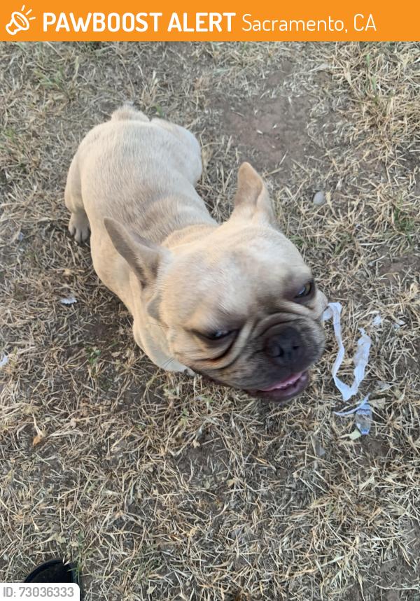 Found/Stray Male Dog last seen 78th st, Sacramento, CA 95820
