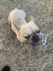Found/Stray Male Dog last seen 78th st, Sacramento, CA 95820
