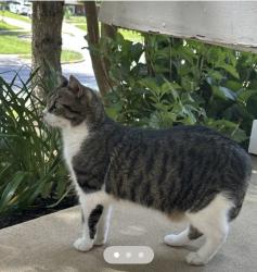 Reunited Male Cat last seen Awbrey Patent Dr and Regimental Ct, Centreville, VA 20120
