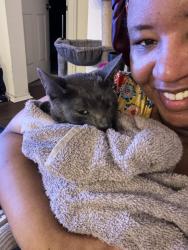 Reunited Female Cat last seen W. Doucet & Mantalcino Drive, Round Rock, TX 78665
