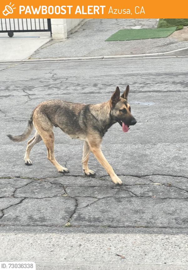 Found/Stray Female Dog last seen Donna Beth and Newburgh , Azusa, CA 91702