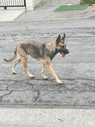 Found/Stray Female Dog last seen Donna Beth and Newburgh , Azusa, CA 91702