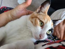 Lost Female Cat last seen Near Gibson Dr the colony TX 75056, The Colony, TX 75056