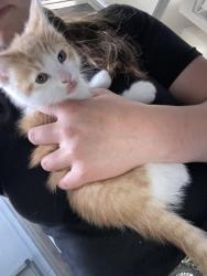 Lost Male Cat last seen 15589–15731 Linwood Rd Bonner Springs, KS 66012 United States, Bonner Springs, KS 66012