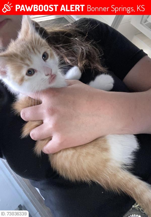 Lost Male Cat last seen 15589–15731 Linwood Rd Bonner Springs, KS 66012 United States, Bonner Springs, KS 66012