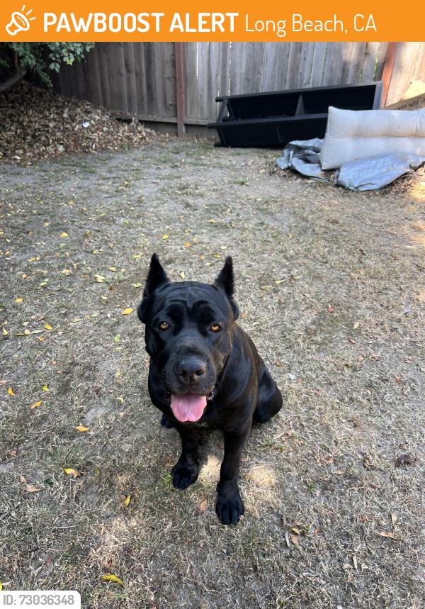Found/Stray Female Dog last seen Country Club Drive and Pacific, Long Beach, CA 90831