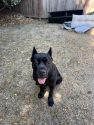Found/Stray Female Dog last seen Country Club Drive and Pacific, Long Beach, CA 90831
