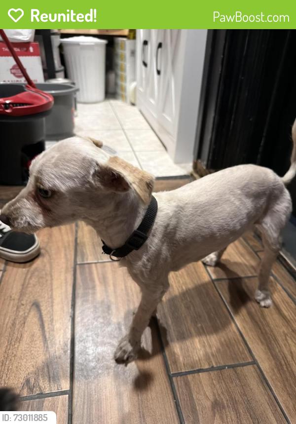 Reunited Female Dog last seen Ontario st Lynn ma , Lynn, MA 01905