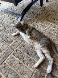 Found/Stray Unknown Cat last seen Bunny Run Ln, Frisco, TX 75034