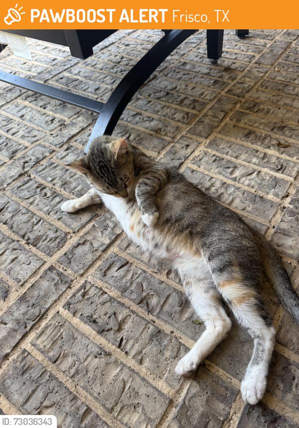 Found/Stray Unknown Cat last seen Bunny Run Ln, Frisco, TX 75034