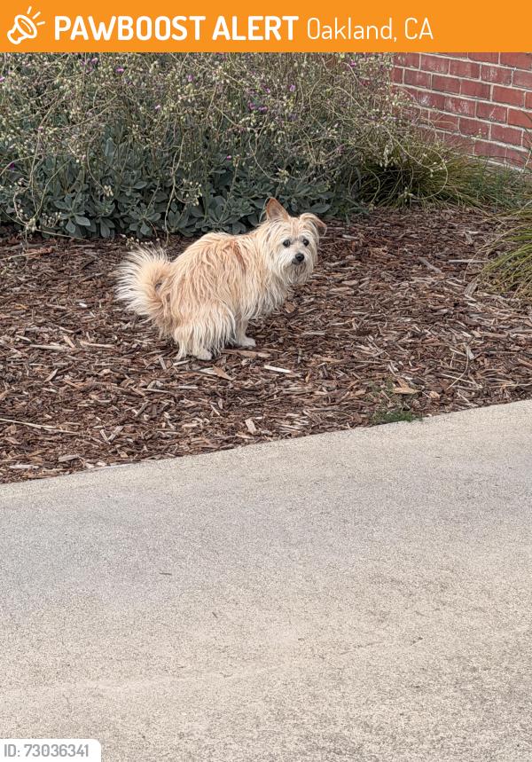 Found/Stray Unknown Dog last seen Home Room To Go, Oakland, CA 94609