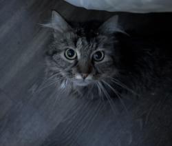 Lost Female Cat last seen Hewitt st (Letterman Greensboro), Greensboro, NC 27407