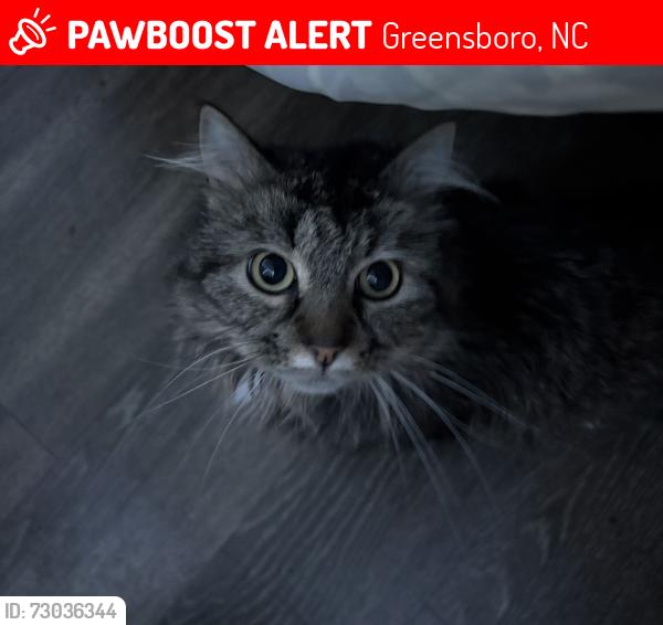 Lost Female Cat last seen Hewitt st (Letterman Greensboro), Greensboro, NC 27407