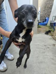 Found/Stray Male Dog last seen Mountain & 6th ONTARIO CA, Ontario, CA 91762
