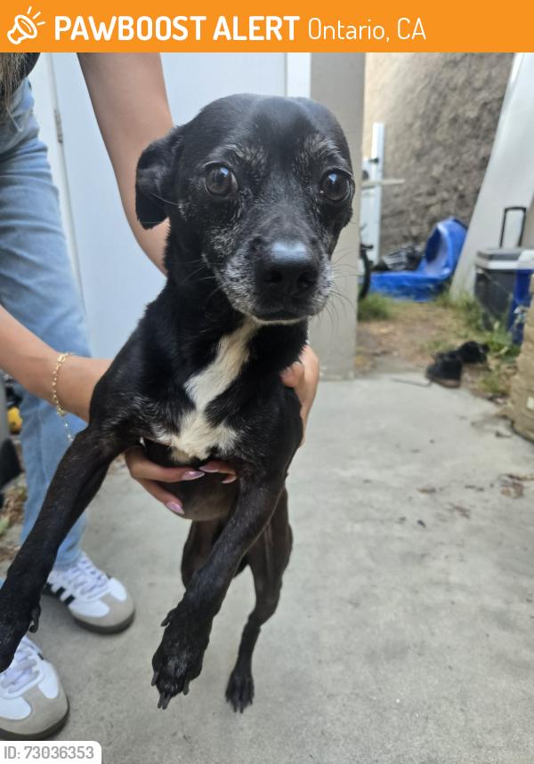 Found/Stray Male Dog last seen Mountain & 6th ONTARIO CA, Ontario, CA 91762